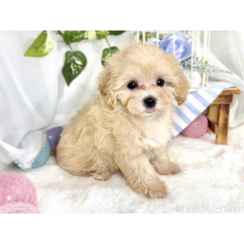 成約済の滋賀県のマルプー:マルチーズ×トイプードル-411751の3枚目